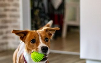 Why You Might Need Dog Daycare Services